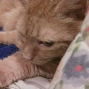 Meet your Posher, William